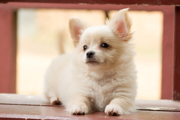 Pomeranian mixed breed with Chihuahua.