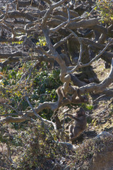 遊ぶ小猿と紅葉の風景