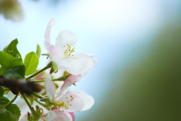 apple blossom closeup
