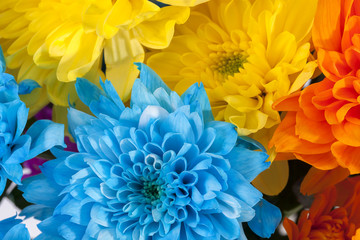 Background of colorful chrysanthemum flowers, blue, yellow, orange, close up.