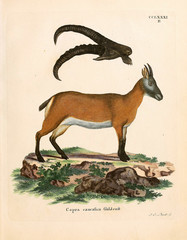 Illustration of a mountain goat. 