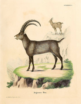 Illustration of a mountain goat. 