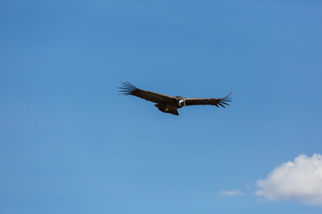 Condor