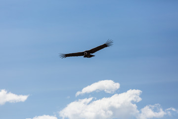 Condor
