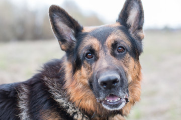 German shepherd dog in sunny day