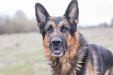 German shepherd dog in sunny day