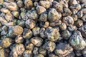 Many harvested sugar beets from close