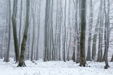 Broad-leaved frozen forest in the winter.