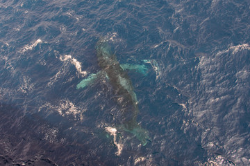 Fototapeta na wymiar Humpback whale swimming in deep blue sea water - aerial view