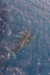 Humpback whale swimming in deep blue sea water - aerial view