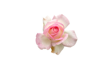 selection of beautiful pink rose flower isolated on white background with paths
