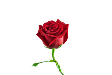 isolated red rose on white background with paths