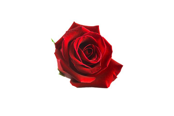isolated red rose on white background with paths