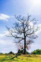 Landscape of standing dead tree among green and red life trees in spring time, different of life and nature concepts.