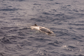 Humpback whale fin