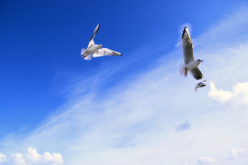 Three seagull flyin in sky