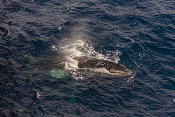 Naklejka premium Humpback whale swimming in deep blue sea water - aerial view