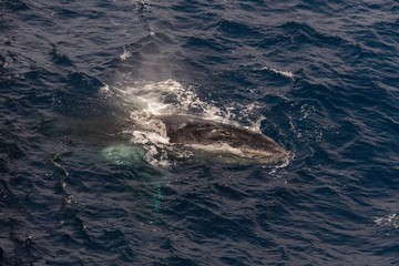 Fototapeta premium Humpback whale swimming in deep blue sea water - aerial view