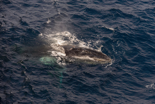 Humpback whale swimming in deep blue sea water - aerial view