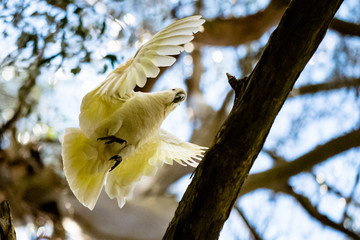 Cockatoo landing on a branch