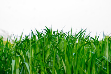 Green grass on a white background.
