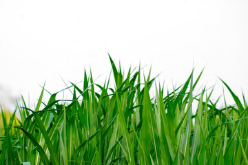 Green grass on a white background.