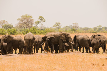 Elefanten in der Savanne vom in Simbabwe, Südafrika 