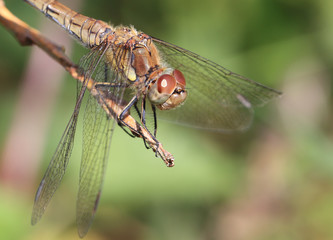 A female Common Darter (Sympetrum striolatum), Cornwall, England, UK.