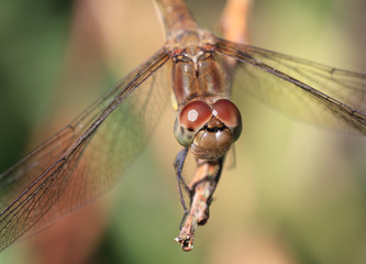 Close up on the face of a female Common Darter (Sympetrum striolatum), Cornwall, England, UK.