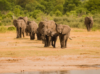 Fototapeta premium Elefanten in der Savanne vom in Simbabwe, Südafrika 
