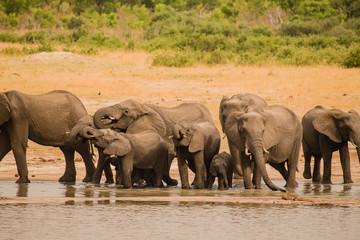 Elefanten in der Savanne vom in Simbabwe, Südafrika 