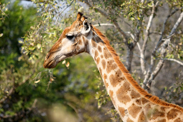 Animal giraffe in the wild, against the sky, trees. A sunny day in South Africa.