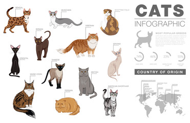 Cat breeds infographic template, vector icons