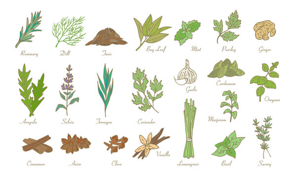 kitchen herbs and spices, vector doodle sketch