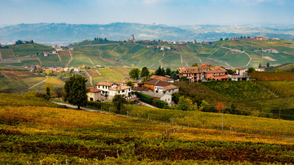 wineyard in Italy