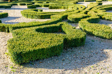 Boxwood trimmed in the shape of a fleur-de-lis in a french formal garden.