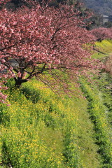 河津桜と菜の花　Kawazu cherry tree ＆Rape blossoms (The Kawazu cherry tree is an early cherry tree.)
