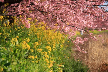 河津桜と菜の花　Kawazu cherry tree ＆Rape blossoms (The Kawazu cherry tree is an early cherry tree.)
