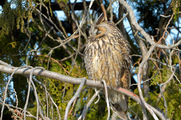 Long Eared Owl