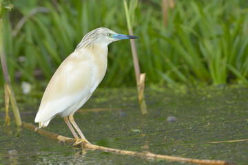 Squacco Heron Fishing