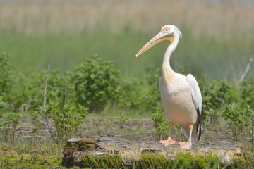 White Pelican on a Log