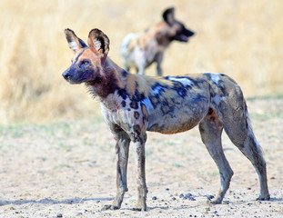 Alert Wild Dog (Painted Dog - Lycaon Pictus), standing on the dry grass with a bloody fae after...