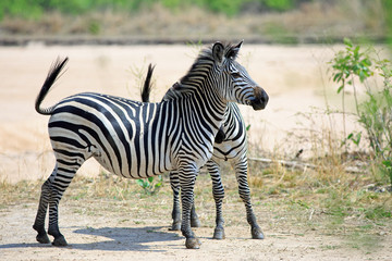 Two Chapmans Zebras (Equus quagga Chapmani) standng looking alert on the Plains in South Luangwa National Park, Zambia