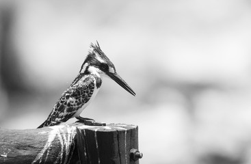 pIED KINGFISHER PERCHED ON A WOODEN POST WITH A NATURAL SEASCAPE BACKGROUND