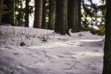 Winter landscape in Carpathians, Romania