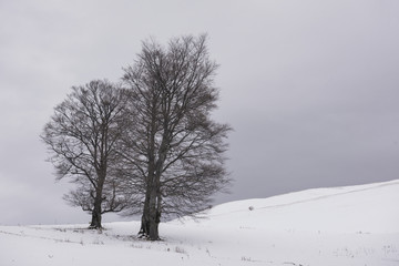 Winter landscape in Carpathians, Romania