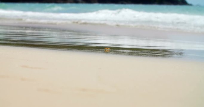 Crab on a Beach