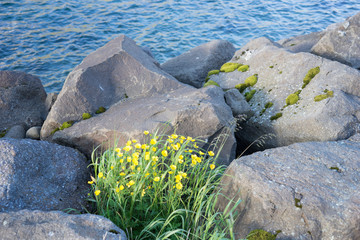 Hafen-/ Küsten-Landschaft in den Westfjorden, Island