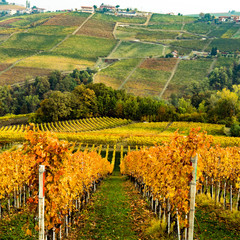 autumn wineyard