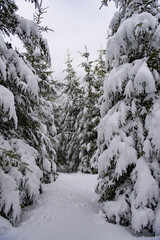Winter landscape in Carpathians, Romania